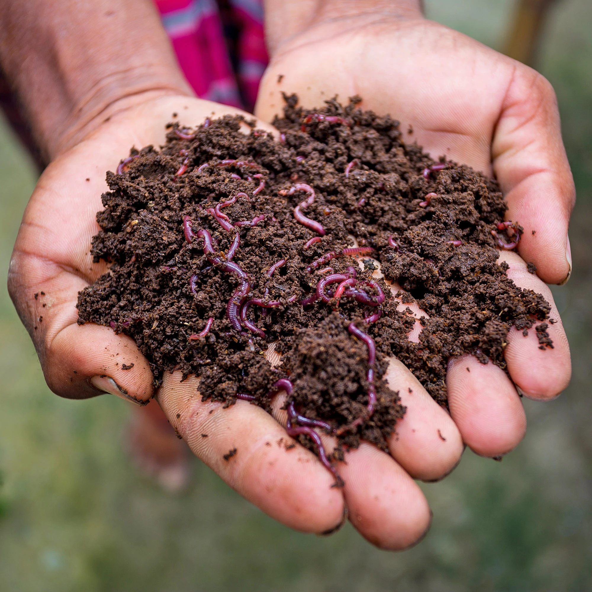 Vermicompost